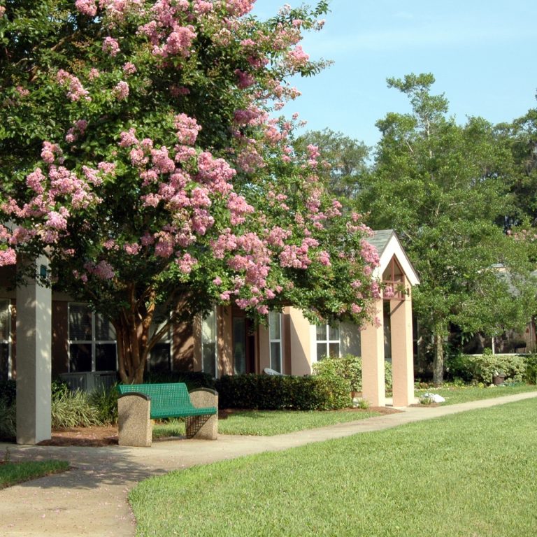 A crape myrtle tree with pink flowers, a green bench, a walkway, and a building under a blue sky.