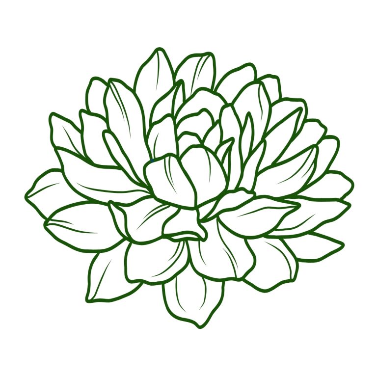 Dark green outline drawing of a succulent plant with many overlapping leaves on a white background.