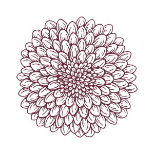 Line art illustration of a dahlia or chrysanthemum flower with numerous petals in a dark red outline.