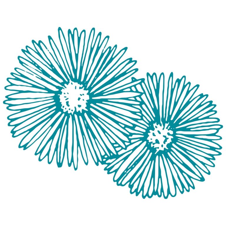 Two hand-drawn teal flowers with thin petals on a white background, overlapping slightly.